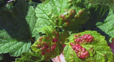 Co dělat, když se na listech hroznů objeví červené skvrny, jak se s tím vypořádat a jak to ošetřit